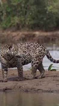 Video thumbnail for Deadliest Creatures of the Amazon Jungle Leopards, Anacondas More!#amazonwildlife #DangerousAnimal