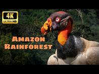 Video thumbnail for The Secret Amazon (Past 1) | Wildlife of the Amazon Rainforest | Nature Documentary