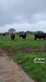 Video thumbnail for 🅱️🇲 🇰3️⃣ 🇺🇬🇩🇰 (@bmk3benon) - Farming Life in Uganda: Embracing Summer's Renewal