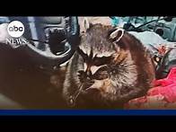 Video thumbnail for Ohio raccoon caught holding meth pipe is doing fine, police say