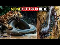 Video thumbnail for Most Dangerous Animals of Amazon Jungle | Wild Animals of Rainforest 4k