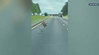 Video thumbnail for Kangaroo hopping along Alabama highway causes crash, roadway closure