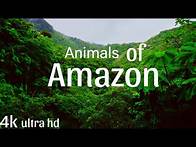 Video thumbnail for Amazing Amazon Rainforest Animals | Wildlife in 4K #AmazonRainforest #JungleAnimals #WildAnimals