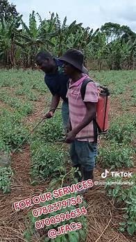 Video thumbnail for Tomato Farming: Effective Spraying Management Techniques