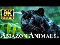 Video thumbnail for ANIMALS OF AMAZON RAINFOREST 8K Ultra HD – Jungle Wildlife and Sounds