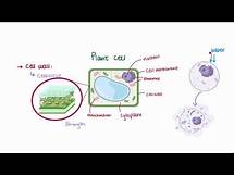 Video thumbnail for Cells | Cells and Microscopes | A Level | Biology