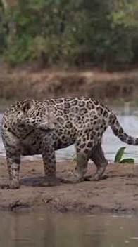 Video thumbnail for Deadliest Creatures of the Amazon Jungle – Leopards, Anacondas & More! #AmazonWildlife #dangerous
