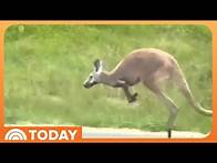 Video thumbnail for Runaway kangaroo shuts down highway in Alabama