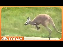 Video thumbnail for Runaway kangaroo shuts down highway in Alabama