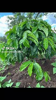 Video thumbnail for Exploring Coffee Farming Techniques at Yara Fertilizer Centre