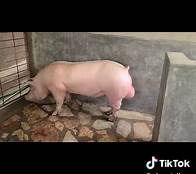 Video thumbnail for Exploring Piggery Farms in Uganda