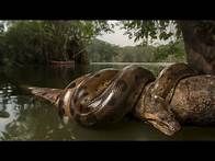 Video thumbnail for 🔥Amazon Rainforest: Home to the Most Dangerous Wild Animals on Earth!
