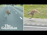Video thumbnail for Runaway kangaroo named Sheila shuts down Alabama interstate