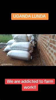 Video thumbnail for Dairy Farming in Uganda: A Closer Look
