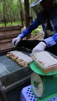 Video thumbnail for grasshopper farming in uganda, grasshopper farming in kenya,