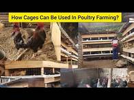 Video thumbnail for How A Professional Teacher Turned Into Local Poultry Farming In The City Center Using Cages?