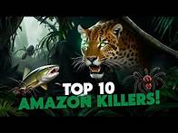 Video thumbnail for Top 10 Most Dangerous Animals in the Amazon Jungle