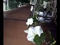 Video thumbnail for Planting moonflower (ipomoea alba) from seeds