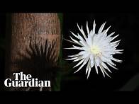 Video thumbnail for Timelapse of rare Amazonian 'Moonflower' blooming for one night only