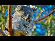 Video thumbnail for Peaceful Relaxing Instrumental Music, Meditation nature music "Animals of Australia" by Tim Janis