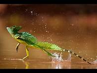 Video thumbnail for 10 INCREDIBLE Animals & Their Abilities
