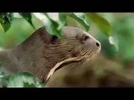 Video thumbnail for Rainforest Animals of the Amazon Jungle | BBC Studios