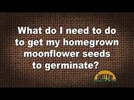 Video thumbnail for Q&A – How do I get my homegrown moonflower seeds to germinate?