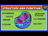 Video thumbnail for Structure and Function of a Cell | Cell Organelles | Biology