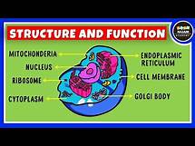 Video thumbnail for Structure and Function of a Cell | Cell Organelles | Biology