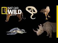 Video thumbnail for Meet Some of the World's Most Endangered Animals | Nat Geo Wild