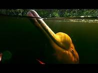 Video thumbnail for Pink River Dolphins Of The Amazon Rainforest's Hunting Secret | Earth's Great Rivers | BBC Earth