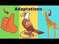 Video thumbnail for What are adaptations? Adaptations in Biology Examples