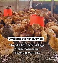Video thumbnail for kuroilersuganda (@kuroilersuganda) - Essential Steps for Successful Farming in Uganda