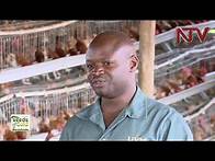 Video thumbnail for SEEDS OF GOLD: How to earn millions from poultry farming