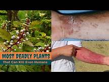 Video thumbnail for 20 Most Deadly Plants That Can Kill Even Humans || Toxic Plants