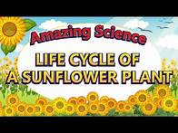 Video thumbnail for Amazing Science | Life Cycle of a Sunflower | Science for Kids | Easy Science 🌻🌻