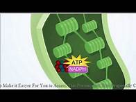 Video thumbnail for Photosynthesis Overview Animation-Holt McDougal (Chapter 4)