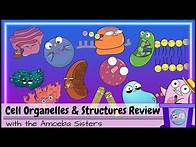 Video thumbnail for Cell Organelles and Structures Review