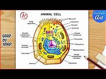 Video thumbnail for Animal Cell Diagram Drawing / Animal cell structure Labelled / Step by step