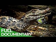 Video thumbnail for Uncharted - The Beautiful World of the Amazon | Free Documentary Nature