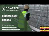 Video thumbnail for 4 Tiers Poultry Layer Chicken Battery Cages System Automatic In Kampala Uganda #poultrycagesuganda
