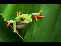 Video thumbnail for Virtual Field Trip - Amazon Rainforest