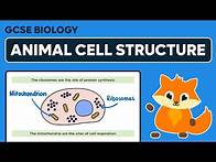 Video thumbnail for Animal Cell Structure - GCSE Biology
