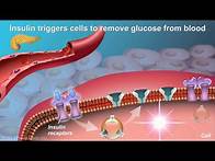 Video thumbnail for Understanding Type 2 Diabetes