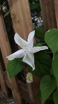 Video thumbnail for Moonflower blooming in real time