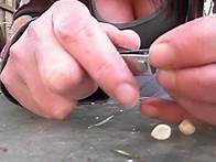 Video thumbnail for Clipping Moonflower seeds