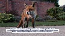 Video thumbnail for 10 Wild Animals That Thrive in Major Cities