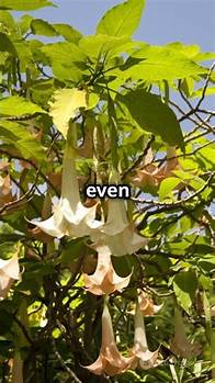 Video thumbnail for Deadly Beauties : World's Most Poisonous Flowers