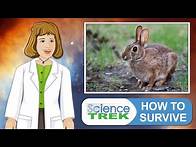 Video thumbnail for Animal Adaptation: How to Survive | Science Trek