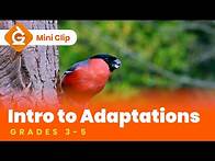 Video thumbnail for Adaptations for Kids | Science Lesson for Grades 3-5 | Mini Clip